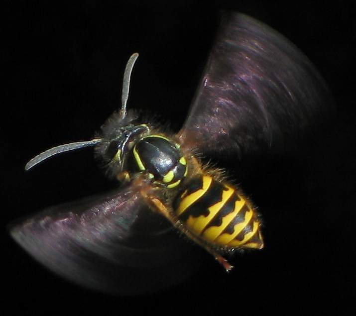 flying_vespula_vulgaris