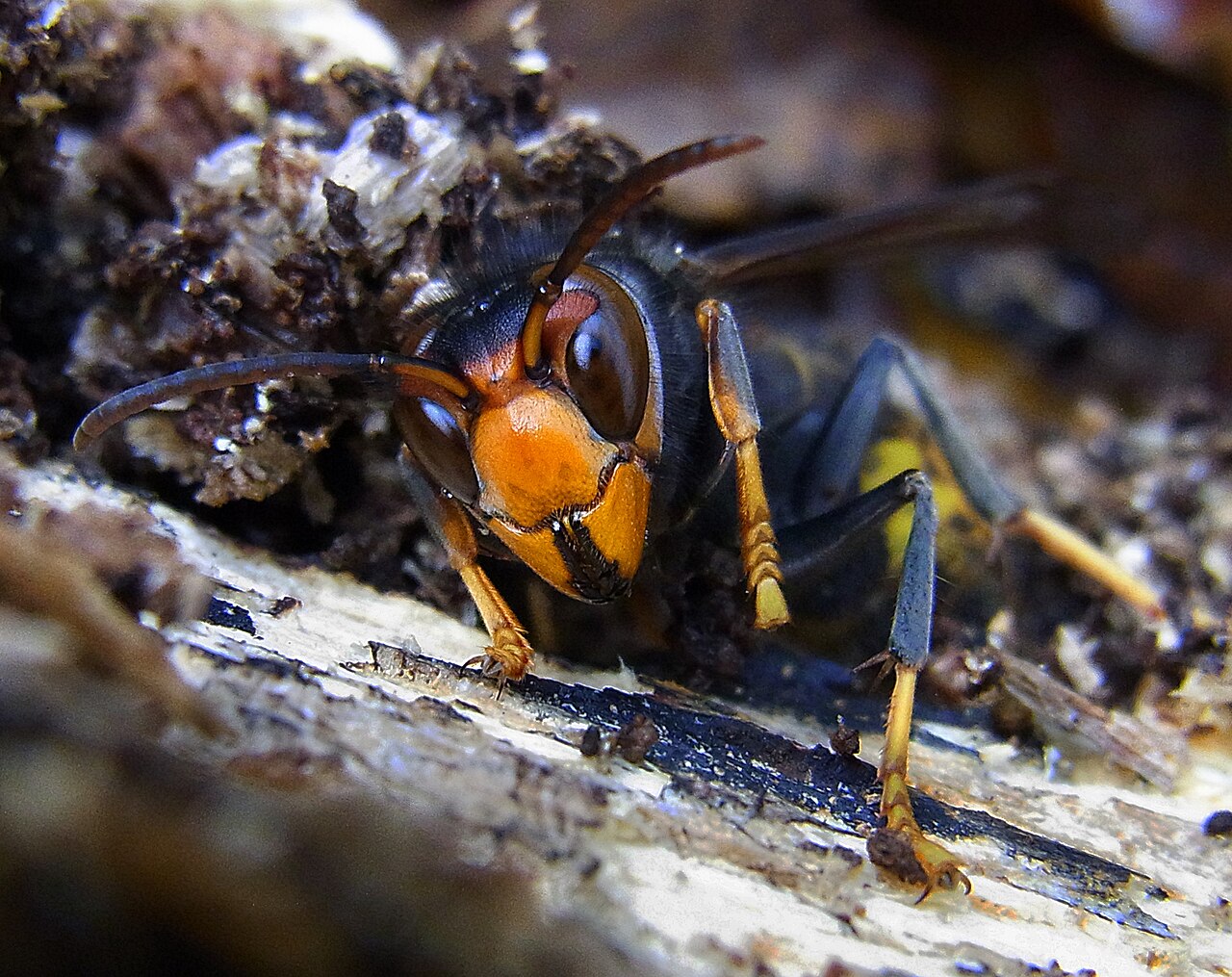 vespa_velutina_front